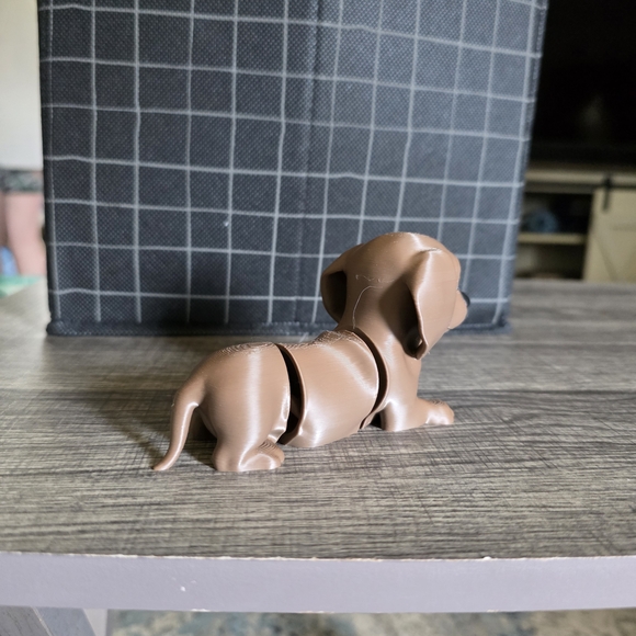 Brown dachshund - Picture 3 of 3